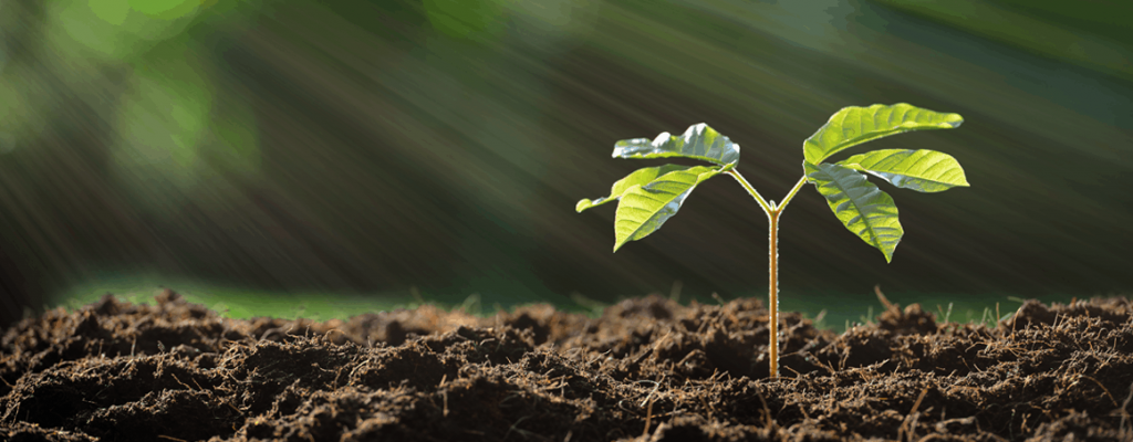 seedling starting to grow the soil of a garden