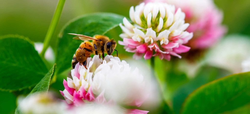 Image of a bee pollinating a colourful flower