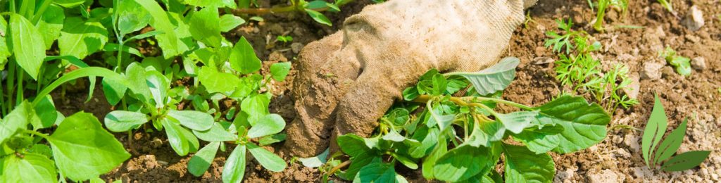 Close up of a hand wearing a gardening glove cleaning up a garden