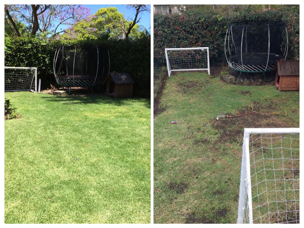 Unhealthy lawn compared to maintained lawn