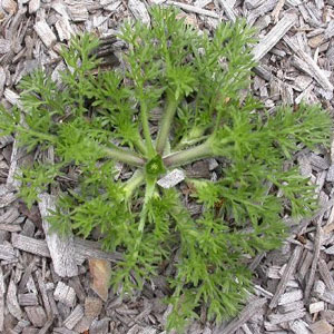 Bindii (Jo-Jo, Onehunga) ‘Soliva sessilis'