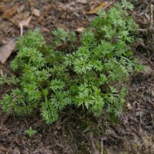 Bindii Common ‘Soliva pterosperma'