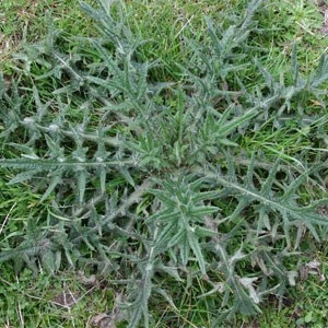 Black Thistle 'Cirsium vulgare'