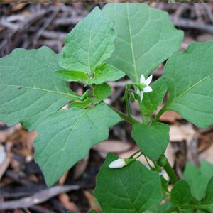 Blackberry Nightshade ‘Solanum nigrum L.’