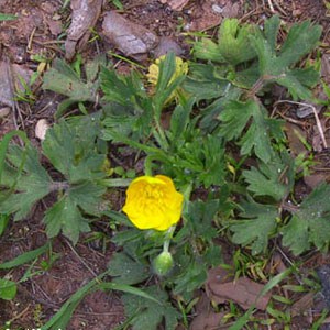 Boulbous Buttercup ‘Ranunculus bulbosus'
