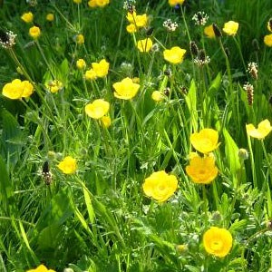 Buttercup Creeping ‘Ranunculus repens’