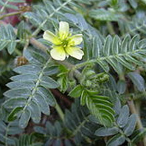 Caltrop ‘Tribulus terrestris'