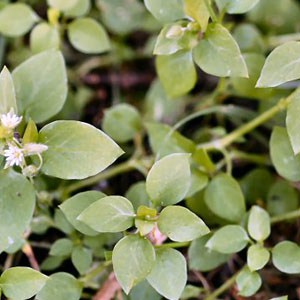 Weed Identification Center Garden Maintenance