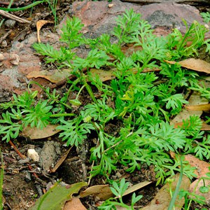 Weed Identification Center Garden Maintenance