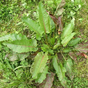 Dock ‘Rumex crispus’