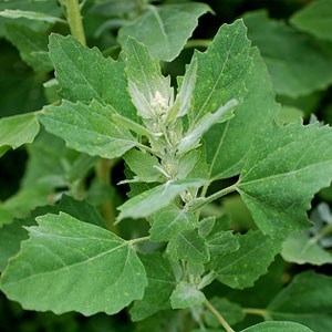 Fat Hen ‘Chenopodium album'