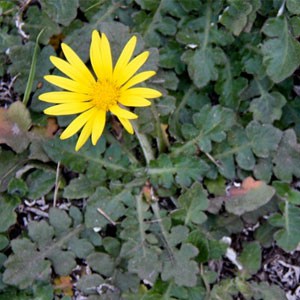 Cape Weed ‘Arctotheca calendula'