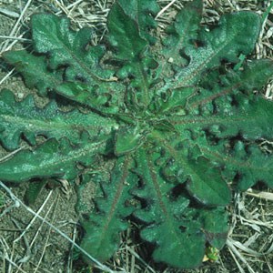 Weed Identification Center Garden Maintenance