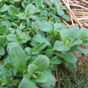 Weed Identification Center Garden Maintenance