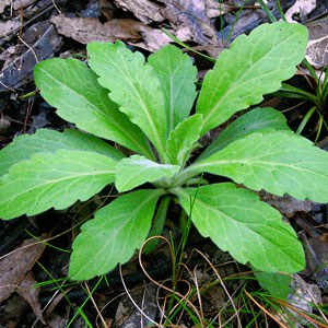 Fleabane Flax Leaf ‘Conyza bonariensis'