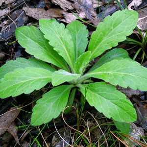 Weed Identification Center Garden Maintenance