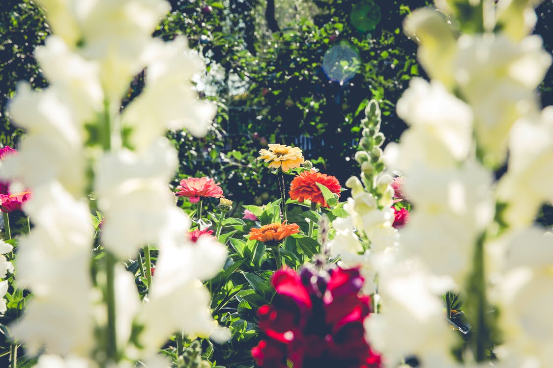 Garden Flowers