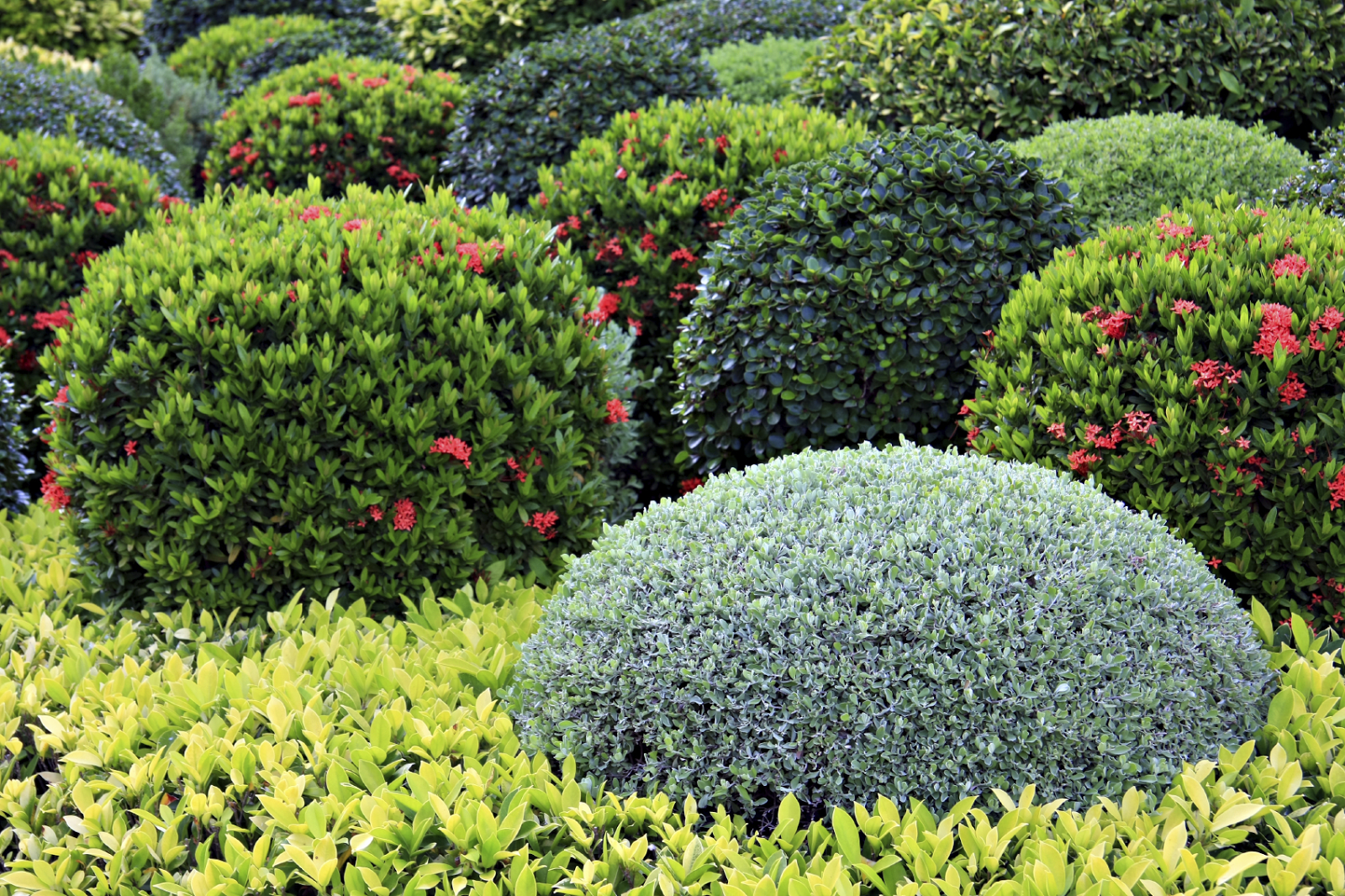 colourful shrubs kept healthy through mulching