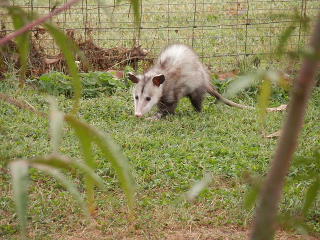 possum in the garden