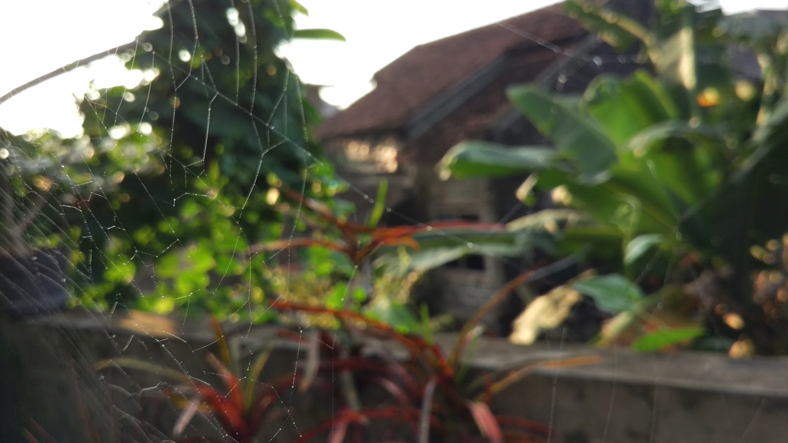 Spider in the garden