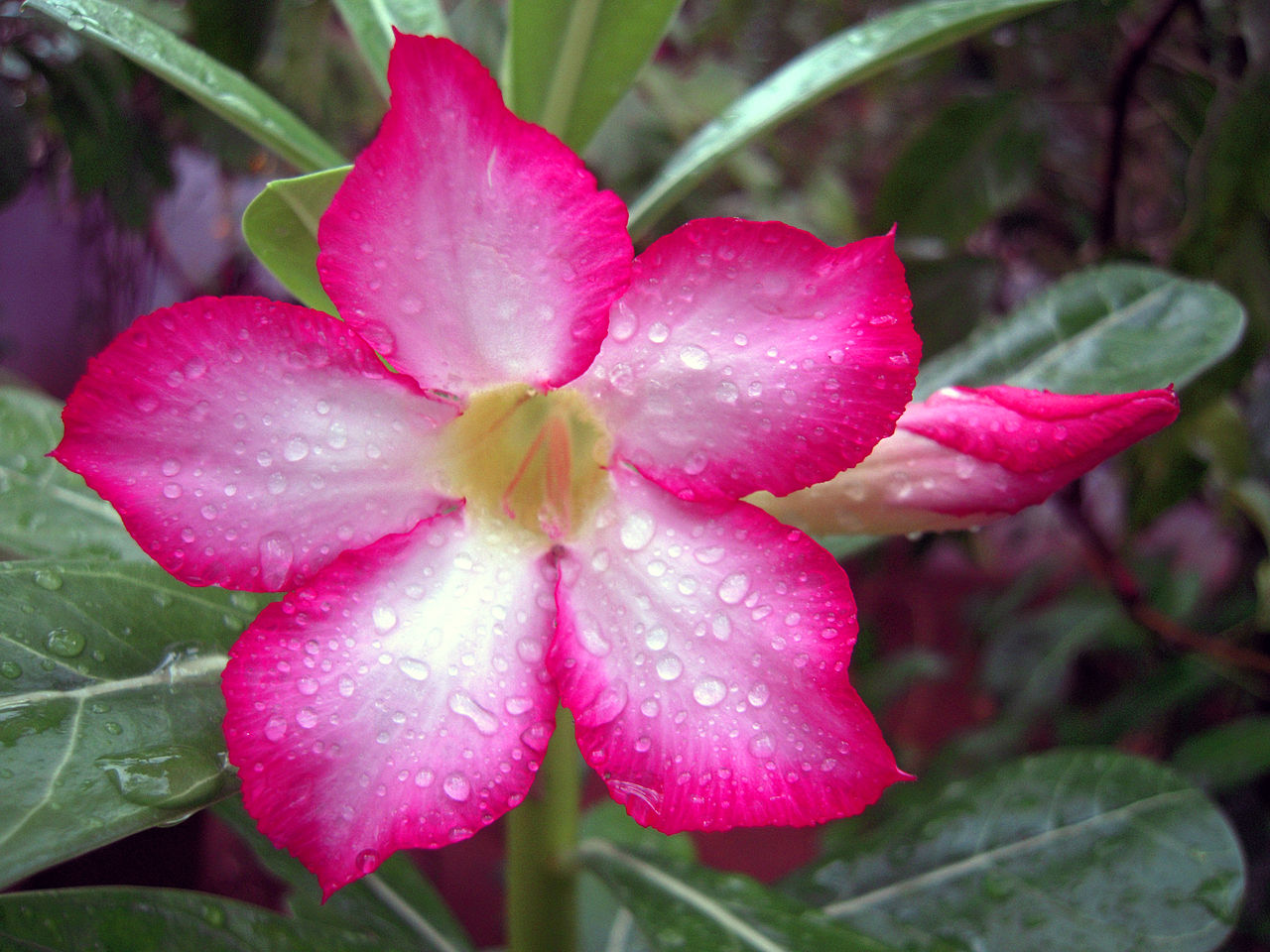 A Look at Some Common Australian Flowers Maintain Me A Look at Some Common Australian Flowers Maintain Me