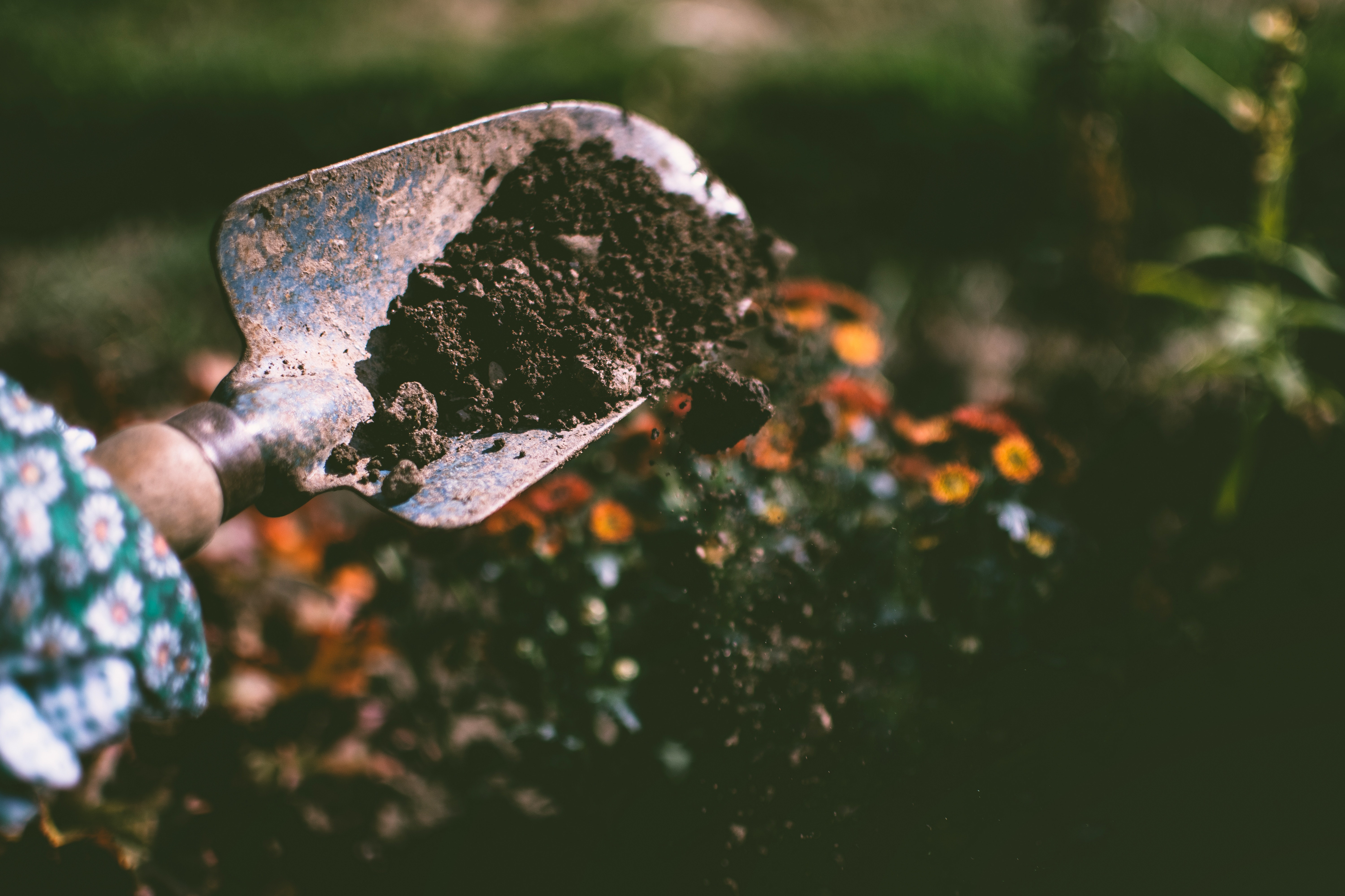 Close up image of a garden shovel holding dark soil with a blurred garden background