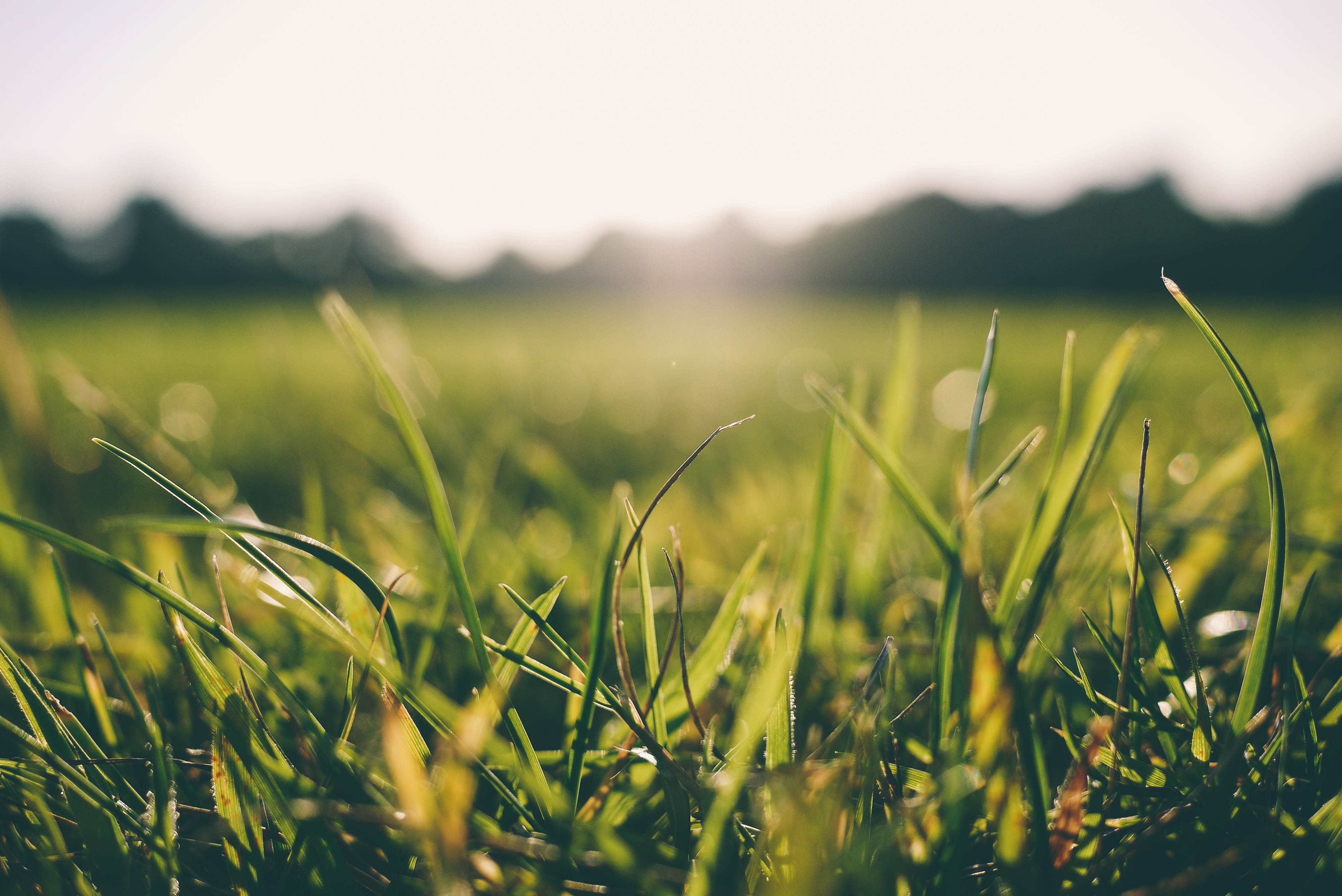 landscape of green grass during early morning.