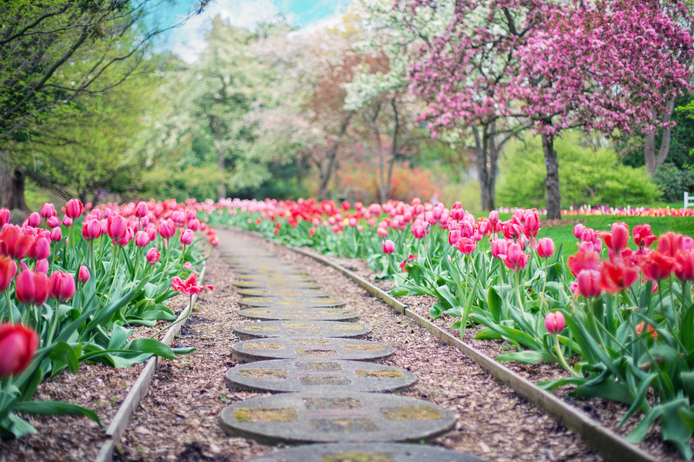 Path made of neatly laid stepping stones lined with pink tulips