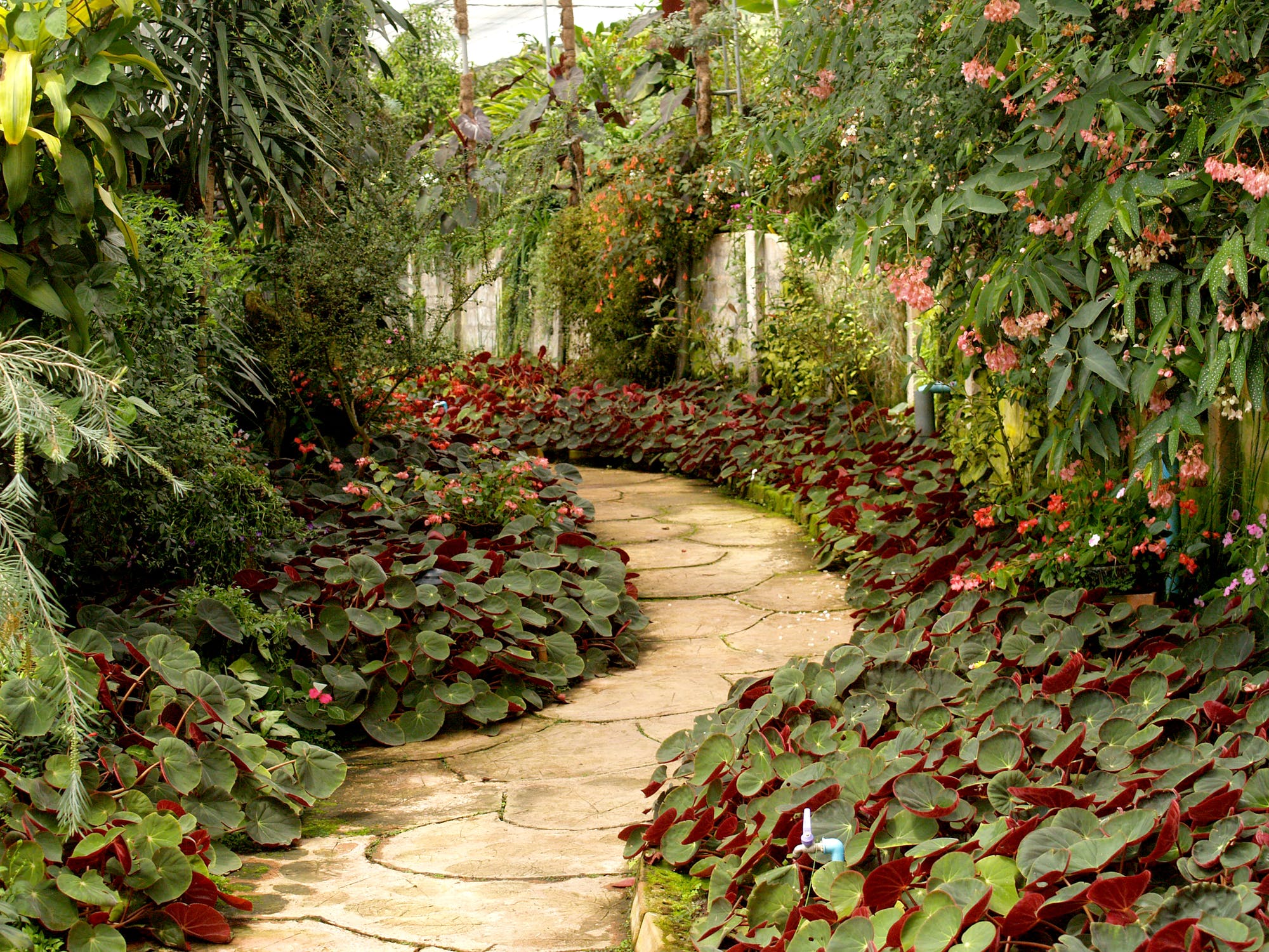 garden path lined with green shrubs and trees