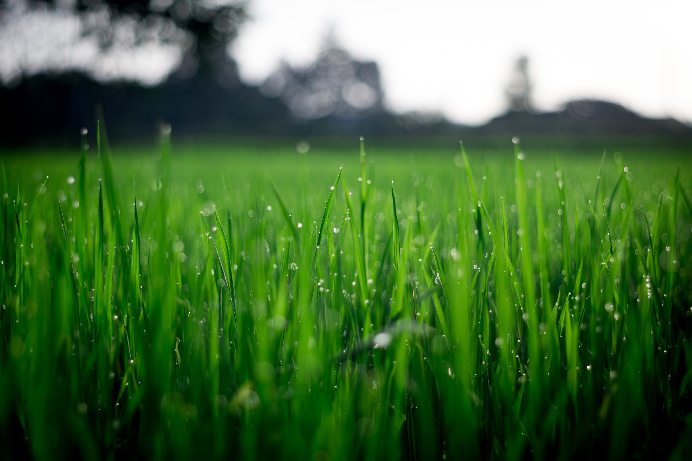 Close up image of healthy green lawn covered in morning dew