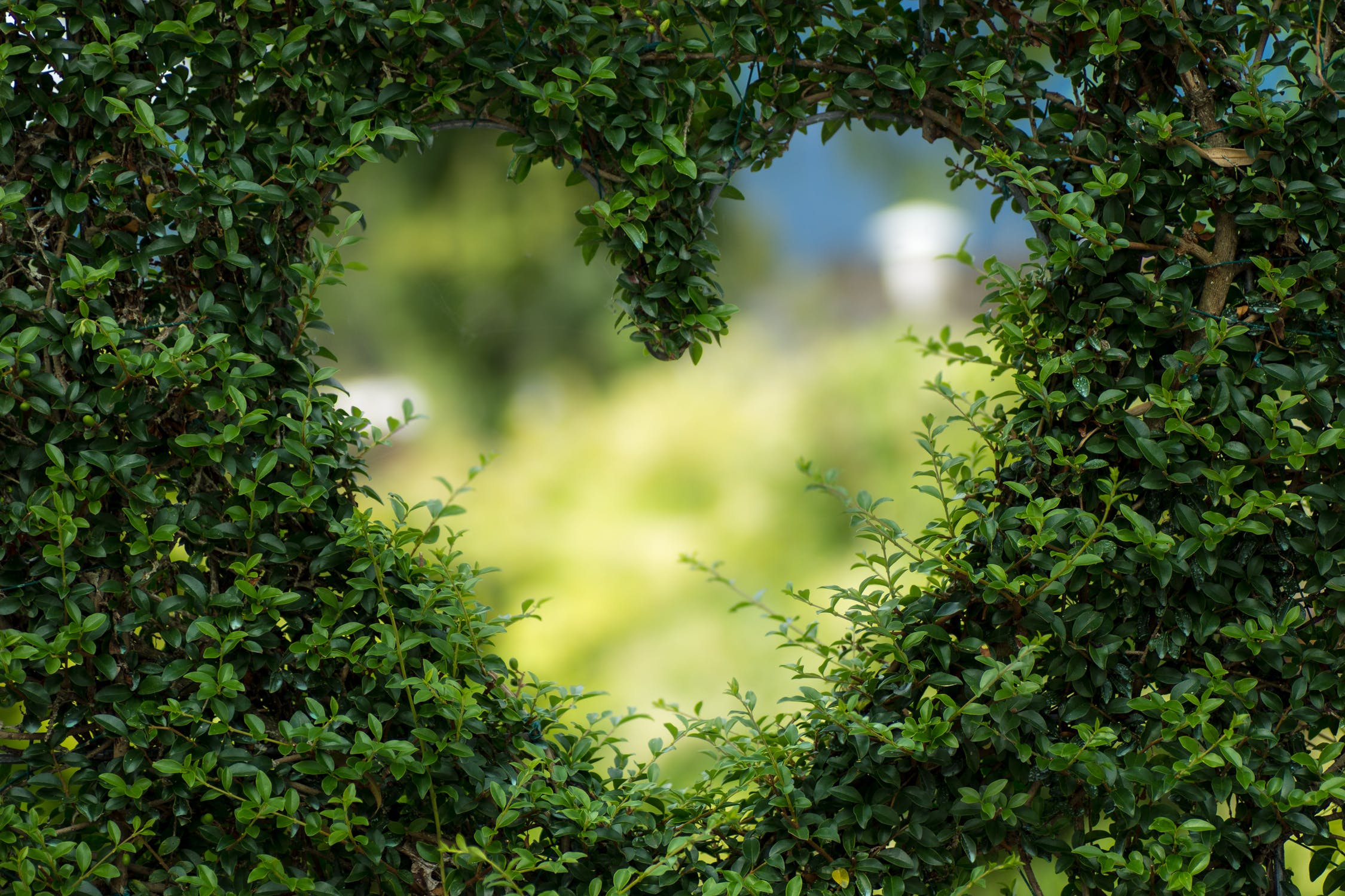 green garden hedge with a heart shaped cutout