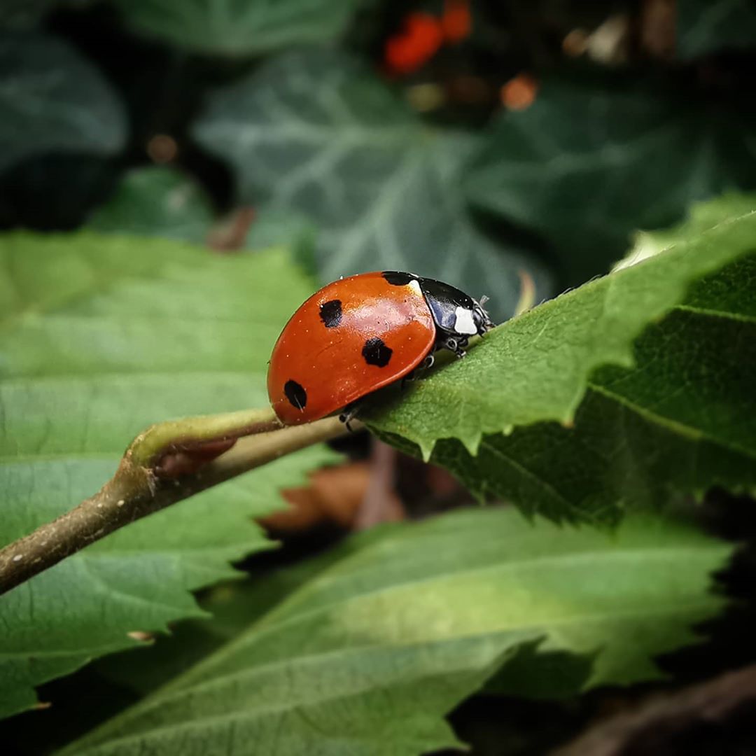 Lady Bug